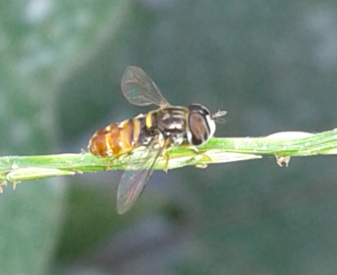 Syrphidae : Paragus sp.?  S